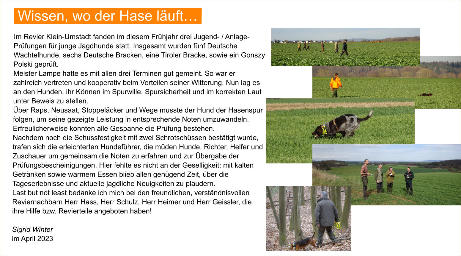 Wissen, wo der Hase läuft…   Im Revier Klein-Umstadt fanden im diesem Frühjahr drei Jugend- / Anlage-Prüfungen für junge Jagdhunde statt. Insgesamt wurden fünf Deutsche Wachtelhunde, sechs Deutsche Bracken, eine Tiroler Bracke, sowie ein Gonszy Polski geprüft. Meister Lampe hatte es mit allen drei Terminen gut gemeint. So war er zahlreich vertreten und kooperativ beim Verteilen seiner Witterung. Nun lag es an den Hunden, ihr Können im Spurwille, Spursicherheit und im korrekten Laut unter Beweis zu stellen. Über Raps, Neusaat, Stoppeläcker und Wege musste der Hund der Hasenspur folgen, um seine gezeigte Leistung in entsprechende Noten umzuwandeln. Erfreulicherweise konnten alle Gespanne die Prüfung bestehen. Nachdem noch die Schussfestigkeit mit zwei Schrotschüssen bestätigt wurde, trafen sich die erleichterten Hundeführer, die müden Hunde, Richter, Helfer und Zuschauer um gemeinsam die Noten zu erfahren und zur Übergabe der Prüfungsbescheinigungen. Hier fehlte es nicht an der Geselligkeit: mit kalten Getränken sowie warmem Essen blieb allen genügend Zeit, über die Tageserlebnisse und aktuelle jagdliche Neuigkeiten zu plaudern. Last but not least bedanke ich mich bei den freundlichen, verständnisvollen Reviernachbarn Herr Hass, Herr Schulz, Herr Heimer und Herr Geissler, die ihre Hilfe bzw. Revierteile angeboten haben!  Sigrid Winter im April 2023