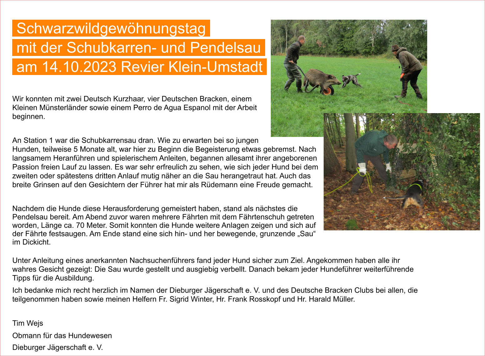 Wir konnten mit zwei Deutsch Kurzhaar, vier Deutschen Bracken, einem Kleinen Münsterländer sowie einem Perro de Agua Espanol mit der Arbeit beginnen.  An Station 1 war die Schubkarrensau dran. Wie zu erwarten bei so jungen Hunden, teilweise 5 Monate alt, war hier zu Beginn die Begeisterung etwas gebremst. Nach langsamem Heranführen und spielerischem Anleiten, begannen allesamt ihrer angeborenen Passion freien Lauf zu lassen. Es war sehr erfreulich zu sehen, wie sich jeder Hund bei dem zweiten oder spätestens dritten Anlauf mutig näher an die Sau herangetraut hat. Auch das breite Grinsen auf den Gesichtern der Führer hat mir als Rüdemann eine Freude gemacht.  Nachdem die Hunde diese Herausforderung gemeistert haben, stand als nächstes die Pendelsau bereit. Am Abend zuvor waren mehrere Fährten mit dem Fährtenschuh getreten worden, Länge ca. 70 Meter. Somit konnten die Hunde weitere Anlagen zeigen und sich auf der Fährte festsaugen. Am Ende stand eine sich hin- und her bewegende, grunzende „Sau“ im Dickicht.  Unter Anleitung eines anerkannten Nachsuchenführers fand jeder Hund sicher zum Ziel. Angekommen haben alle ihr wahres Gesicht gezeigt: Die Sau wurde gestellt und ausgiebig verbellt. Danach bekam jeder Hundeführer weiterführende Tipps für die Ausbildung. Ich bedanke mich recht herzlich im Namen der Dieburger Jägerschaft e. V. und des Deutsche Bracken Clubs bei allen, die teilgenommen haben sowie meinen Helfern Fr. Sigrid Winter, Hr. Frank Rosskopf und Hr. Harald Müller.   Tim Wejs Obmann für das Hundewesen  Dieburger Jägerschaft e. V.  Schwarzwildgewöhnungstag  mit der Schubkarren- und Pendelsau  am 14.10.2023 Revier Klein-Umstadt