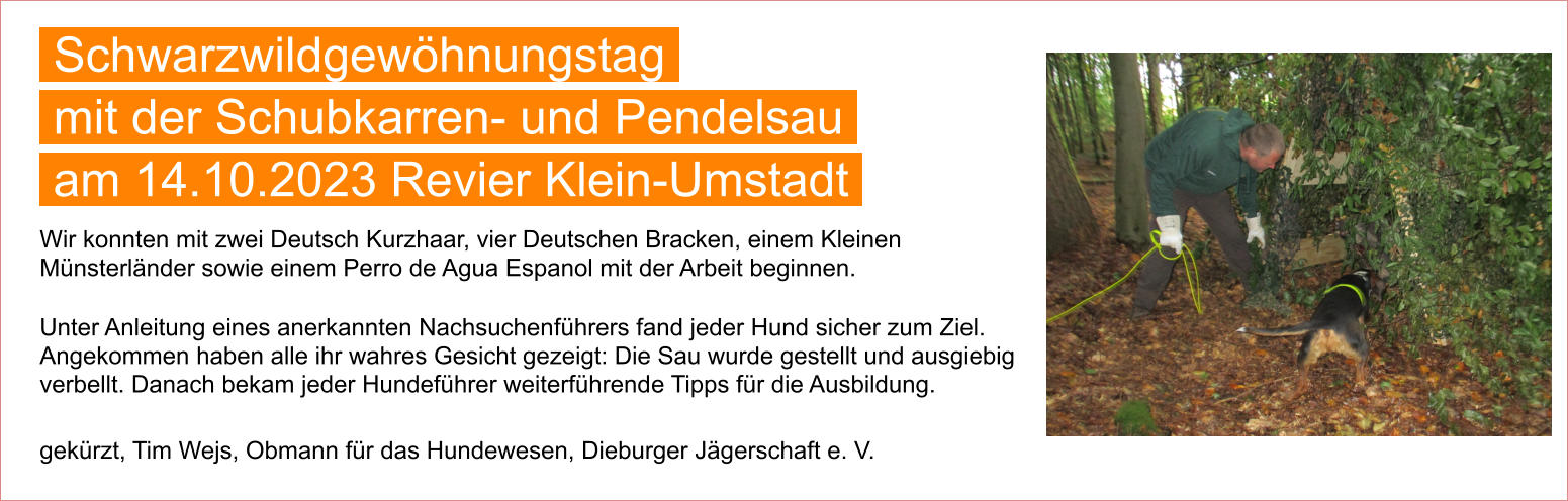 Wir konnten mit zwei Deutsch Kurzhaar, vier Deutschen Bracken, einem Kleinen Münsterländer sowie einem Perro de Agua Espanol mit der Arbeit beginnen.  Unter Anleitung eines anerkannten Nachsuchenführers fand jeder Hund sicher zum Ziel. Angekommen haben alle ihr wahres Gesicht gezeigt: Die Sau wurde gestellt und ausgiebig verbellt. Danach bekam jeder Hundeführer weiterführende Tipps für die Ausbildung.  gekürzt, Tim Wejs, Obmann für das Hundewesen, Dieburger Jägerschaft e. V.  Schwarzwildgewöhnungstag  mit der Schubkarren- und Pendelsau  am 14.10.2023 Revier Klein-Umstadt