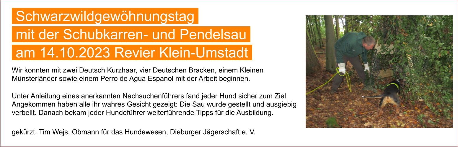 Wir konnten mit zwei Deutsch Kurzhaar, vier Deutschen Bracken, einem Kleinen Münsterländer sowie einem Perro de Agua Espanol mit der Arbeit beginnen.  Unter Anleitung eines anerkannten Nachsuchenführers fand jeder Hund sicher zum Ziel. Angekommen haben alle ihr wahres Gesicht gezeigt: Die Sau wurde gestellt und ausgiebig verbellt. Danach bekam jeder Hundeführer weiterführende Tipps für die Ausbildung.  gekürzt, Tim Wejs, Obmann für das Hundewesen, Dieburger Jägerschaft e. V.  Schwarzwildgewöhnungstag  mit der Schubkarren- und Pendelsau  am 14.10.2023 Revier Klein-Umstadt
